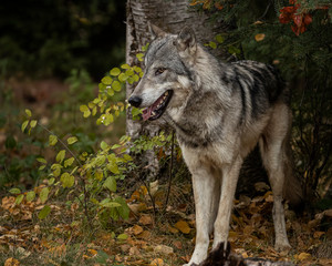 Obraz premium Tundra Wolf Roman Triple D in Fall colors