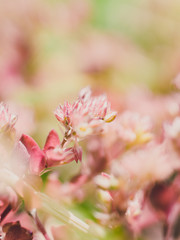 Fototapeta na wymiar pink white flowers