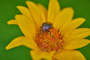 Black bug on an yellow flower  with raindrops in macro