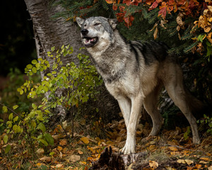 Tundra Wolf Roman Triple D in Fall colors