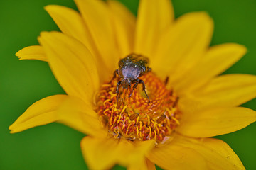 Black bug on an yellow flower  with raindrops in macro
