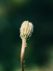 Obraz premium buds of willow