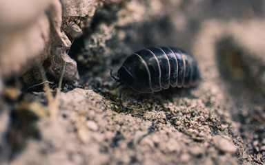 beetle on stone