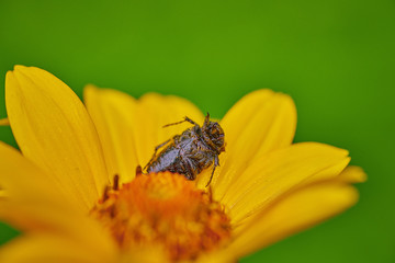 Black bug on an yellow flower  with raindrops in macro