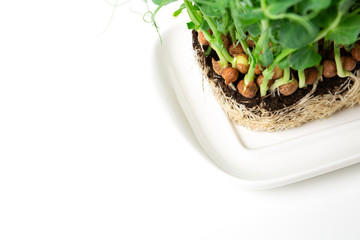 Growing pea sprouts in black soil. Healthy eating,vegeterian concept