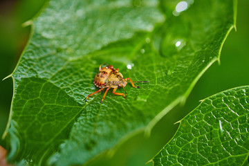 Small insect yellow bug on a leaf with raindrops in macro