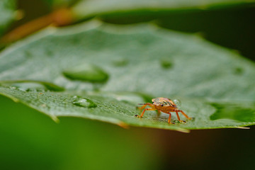 Small insect yellow bug on a leaf with raindrops in macro