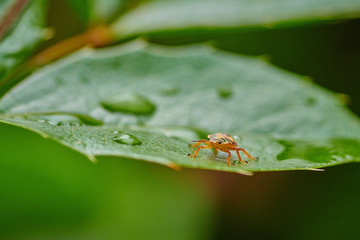 Small insect yellow bug on a leaf with raindrops in macro