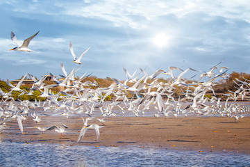 The group of birds, sandwich terns in seabird park and reserve of Senegal, Africa. They flies over the beach and above the surface of the water lagoon in lagoon Somone.