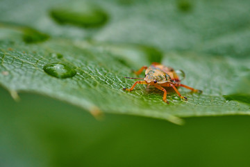 Small insect yellow bug on a leaf with raindrops in macro