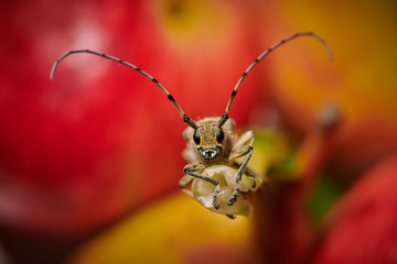 large insect barbel beetle with a large mustache on a red background