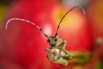 large insect barbel beetle with a large mustache on a red background