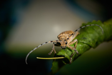 large insect barbel beetle with a large mustache on a blue background