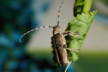 large insect barbel beetle with a large mustache on a blue background