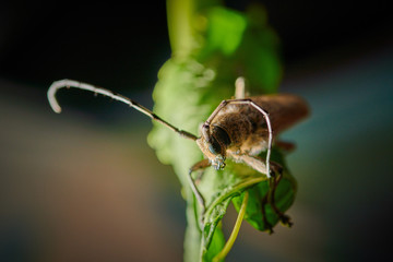 large insect barbel beetle with a large mustache on a blue background