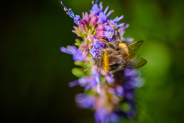 Large bumblebee on a blue flower  collects nectar in macro