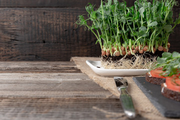Growing pea sprouts in black soil. Healthy eating,vegeterian concept. On wooden black background