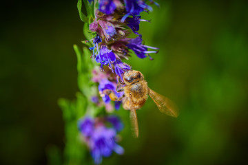 Bee on a blue flower  collects nectar in macro