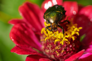 Green bug on an red flower  with raindrops in macro