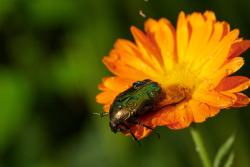green bug on an orange flower  with raindrops in macro