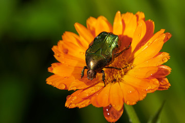 green bug on an orange flower  with raindrops in macro