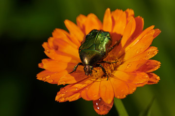 green bug on an orange flower  with raindrops in macro