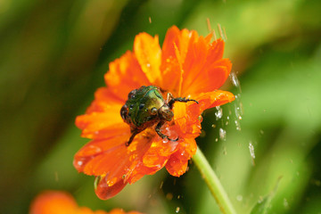 green bug on an orange flower  with raindrops in macro