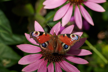 Butterfly on a violet pink flower  collects nectar in macro