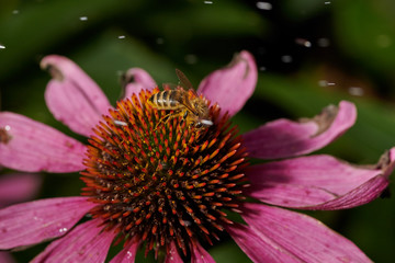 Bee on a violet pink flower  collects nectar in macro