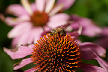 Bee on a violet pink flower  collects nectar in macro