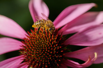 Bee on a violet pink flower  collects nectar in macro