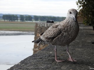 Oiseau (2)