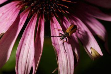 Small beetle on a violet pink flower  collects nectar in macro