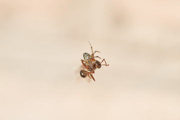 The spider caught an ant and fights with it, plaits it in a web macro