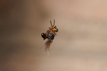 The spider caught an ant and fights with it, plaits it in a web macro