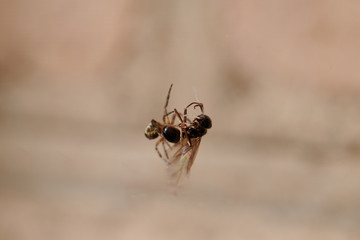 The spider caught an ant and fights with it, plaits it in a web macro