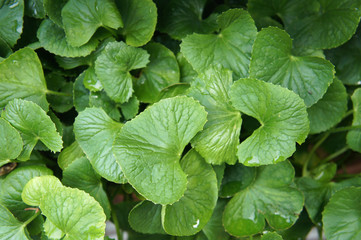 Centella asiatica plant. It is native to the wetlands in Asia. It is used as a culinary vegetable and as a medicinal herb. 