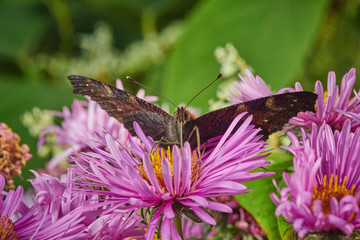 Butterfly on a violet pink flower  collects nectar in macro