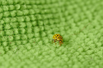 Small yellow insect ladybug beetle on a green surface in macro