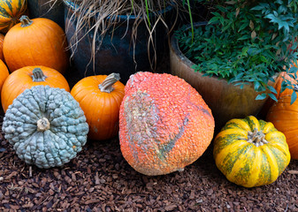 pumpkins and gourds