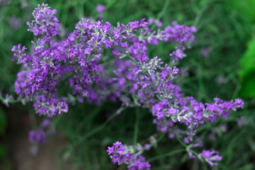 Fragrant lilac lavender grows in the garden. Beautiful plant, flower. Health concept, aromatherapy