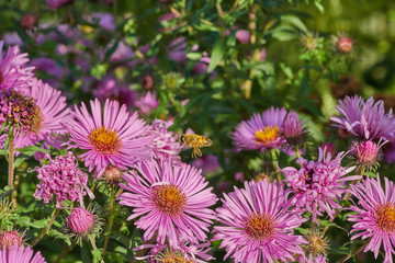 Fototapeta premium Bee on a violet pink flower collects nectar in macro in fly