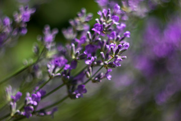 Obraz premium Fragrant lilac lavender grows in the garden. Beautiful plant, flower. Health concept, aromatherapy