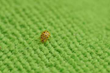 Small yellow insect ladybug beetle on a green surface in macro
