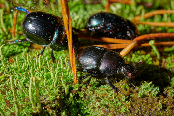 Several large insect black beetles pung bug on a green moss