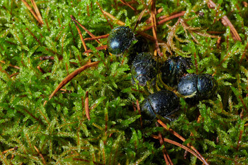 Several large insect black beetles pung bug on a green moss
