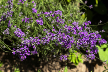 Naklejka premium Fragrant lilac lavender grows in the garden. Beautiful plant, flower. Health concept, aromatherapy