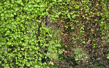 Texture hedge in spring with a few leaves. Part of a green hedge without leaves in April