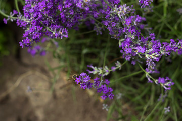 Naklejka premium Fragrant lilac lavender grows in the garden, the bee collects nectar. Beautiful plant, flower. Health concept, aromatherapy