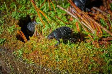 Several large insect black beetles pung bug on a green moss